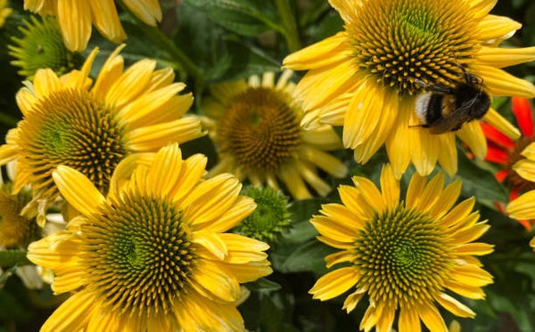 Echinacea Sunseekers Citrus C3
