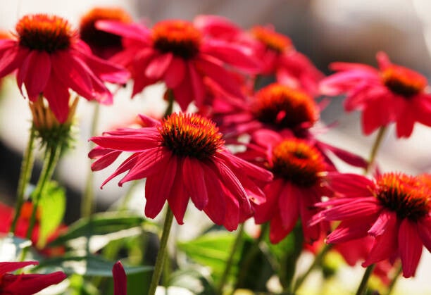Echinacea Sunseekers Red C3