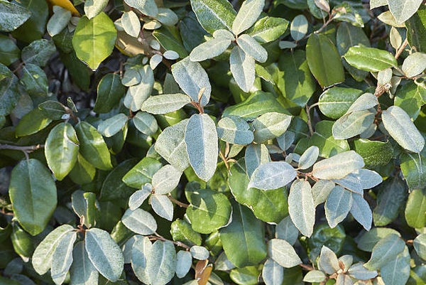 Elaeagnus ebbingei compacta C7,5