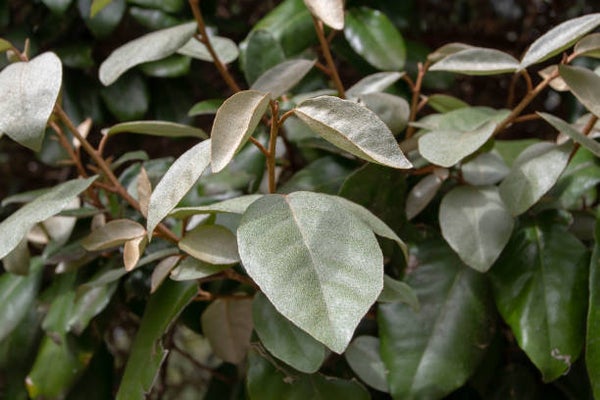 Elaeagnus ebbingei C3