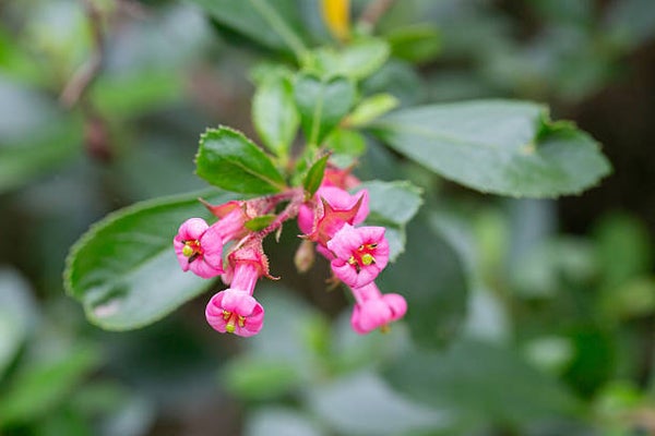 Escallonia dart’s rosyred C3