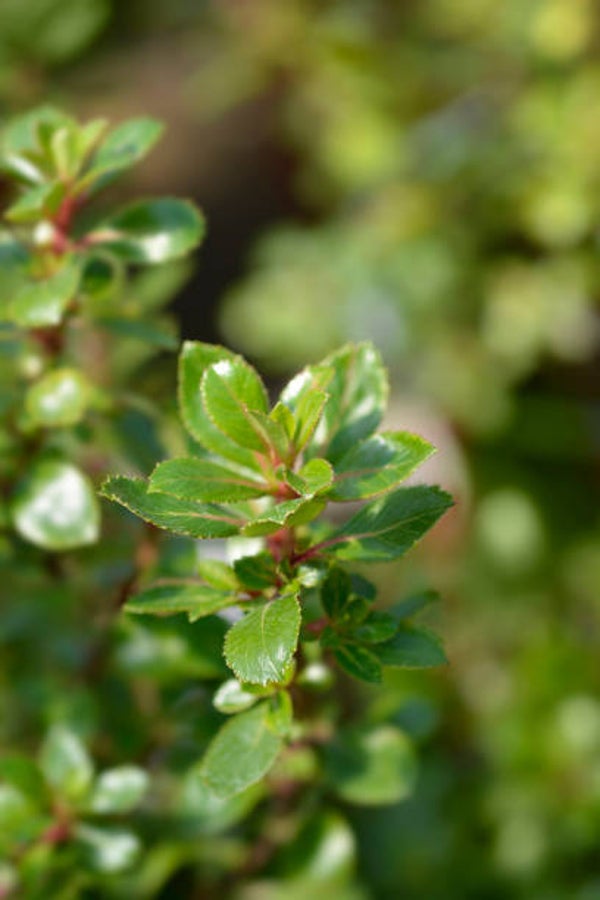 Escallonia Red Dream C5