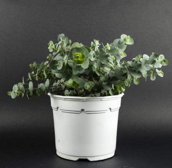 Eucalyptus gunni C7,5