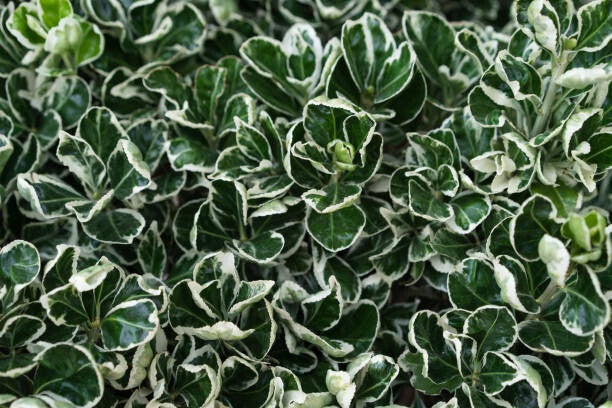 Euonymus fort Emerald Gaiety