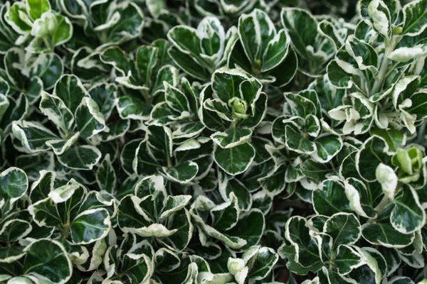 Euonymus fort Emerald Gaiety