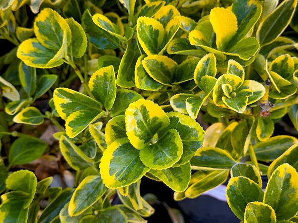 Euonymus fort Emerald Gold