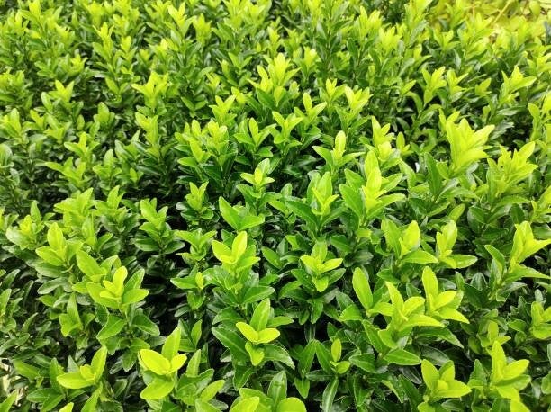 Euonymus japonicus Green Spire C5