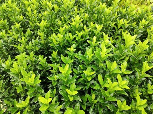 Euonymus japonicus Green Spire