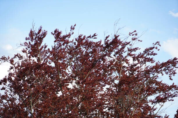 Rode leibeuk Fagus sylvatica 'Atropunicea' (7 maten)