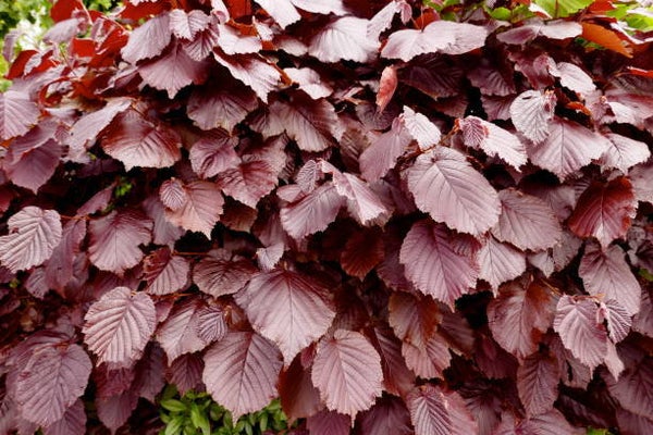 Fagus sylvatica C3