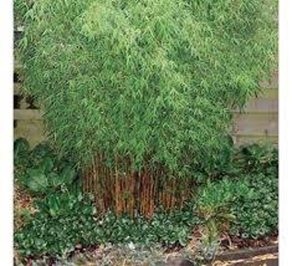 Fargesia Jiuzhaigou C3