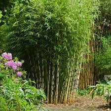 Fargesia robusta Campbell C3