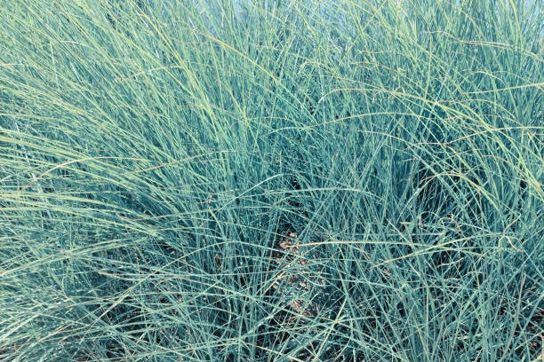 festuca glauca elijah blue C1,5