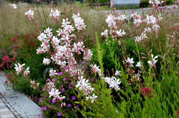 Gaura lindheimeri Gambit White C3