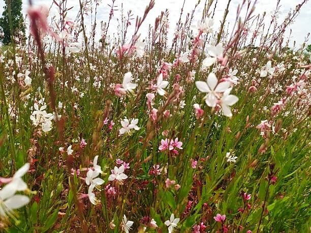 Gaura lindheimeri Graceful Pink C3