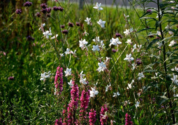 Gaura lindheimeri 'Short Form'