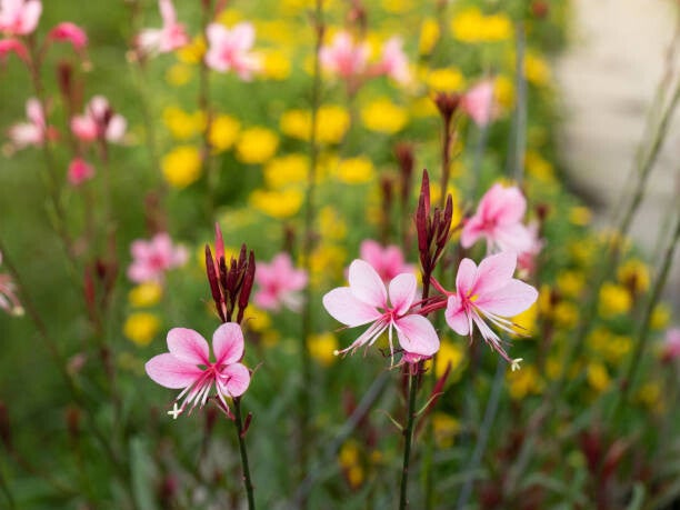 Gaura lindheimeri 'Siskiyou Pink'