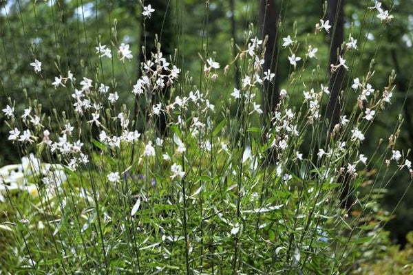 Gaura lindheimeri 'Whirling Butterflies'