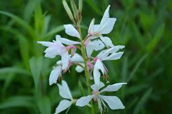 Gaura lindheimeri White Dove C3
