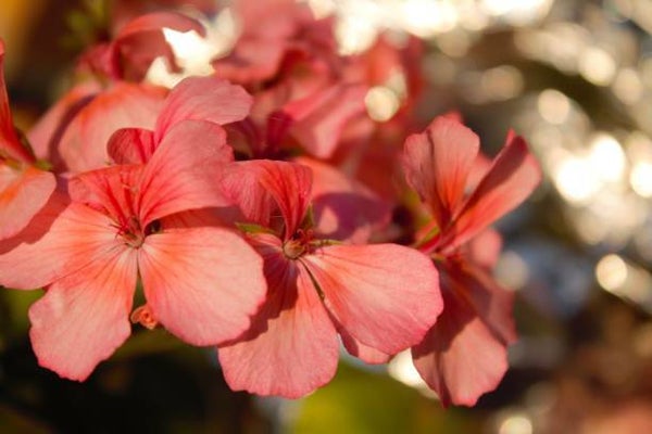 Geranium 'Azure Rush'