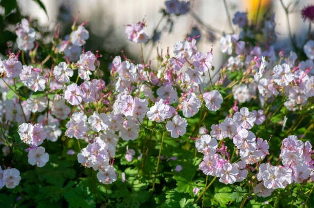 Geranium 'cantabrigiense Biokovo'