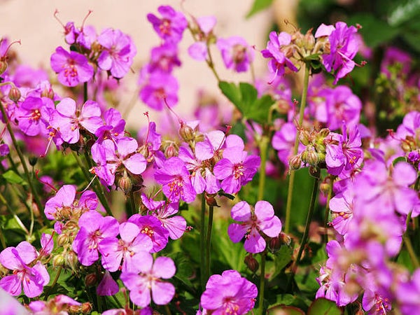 Geranium 'cantabrigiense Cambridge'