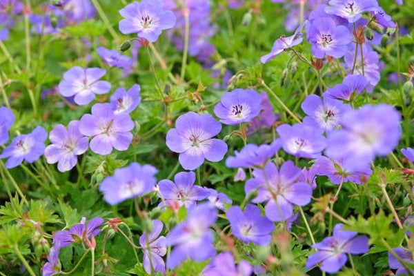 Geranium rozanne P9