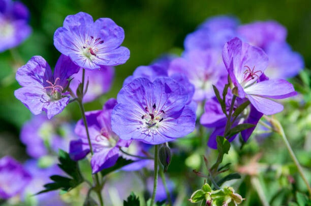geranium rozanne C3