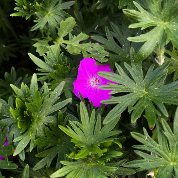 Geranium 'Tiny Monster'