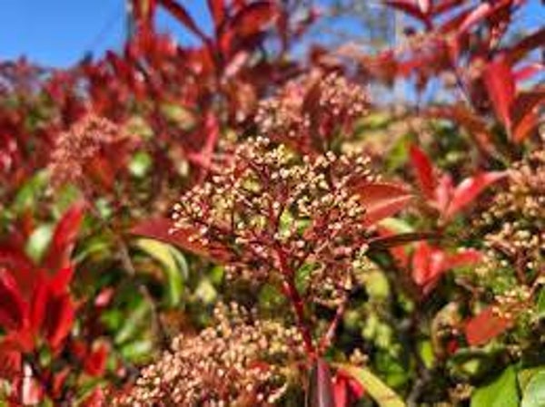 Glansmispel leiboom 2 Maten