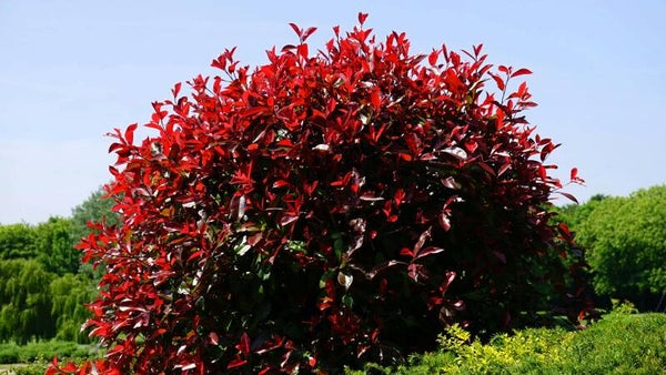 Glansmispel leiboom (Photinia fraseri 'Red Robin')