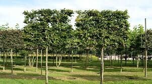 Groene leibeuk 2 Maten