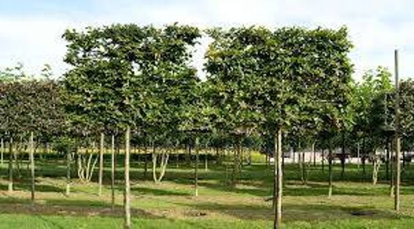 Groene leibeuk 2 Maten