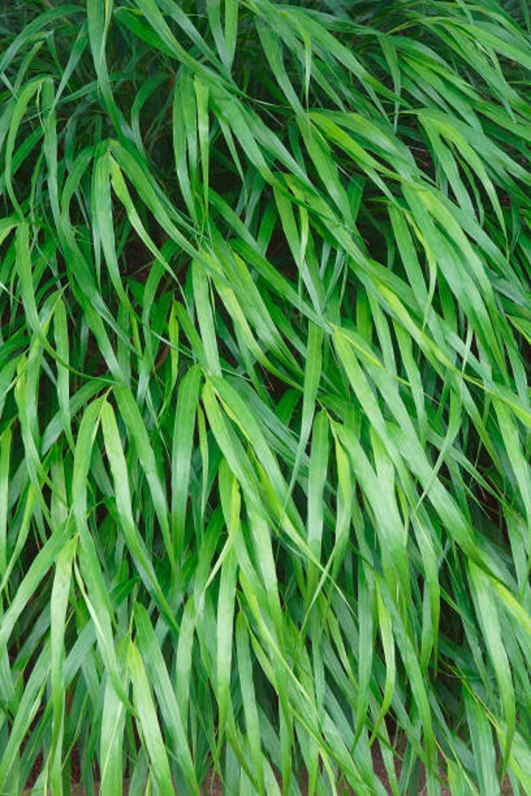 Hakonechloa macra 'Beni-Kaze'