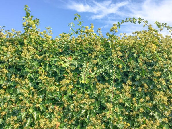 Hedera helix arborescens C3