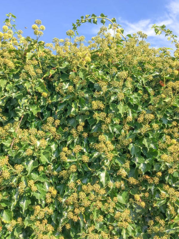 Hedera helix Arborescens