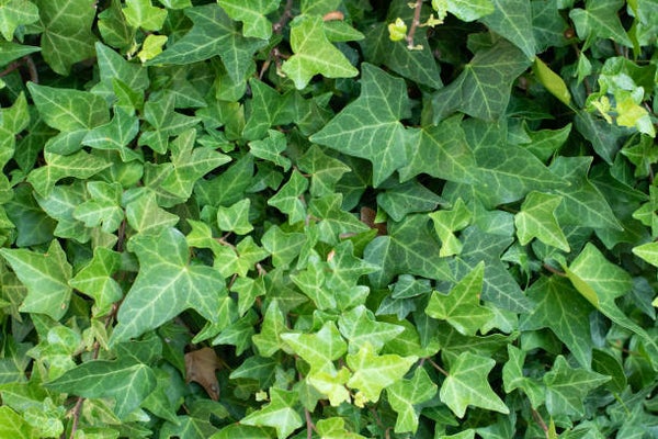 Hedera helix