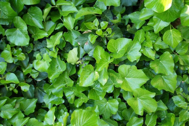 Hedera hibernica C5