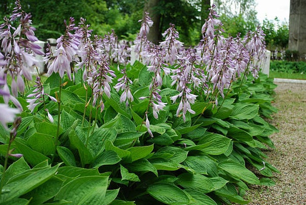 Hosta Elegans