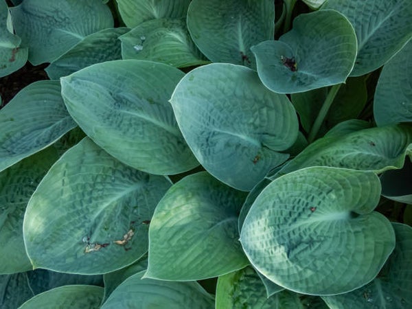 Hosta Royal Standard