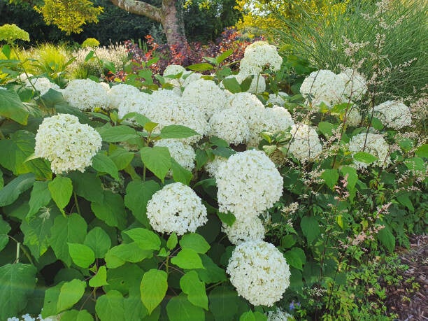 Hydrangea arborescens annebelle C5