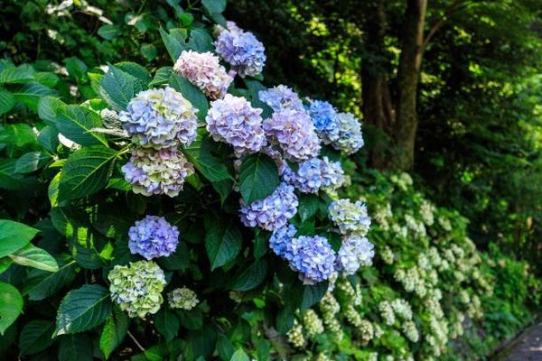 Hydrangea aspera Macrophylla C7,5