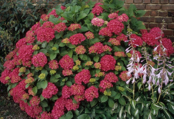 Hydrangea macrophylla alpengluhen C3