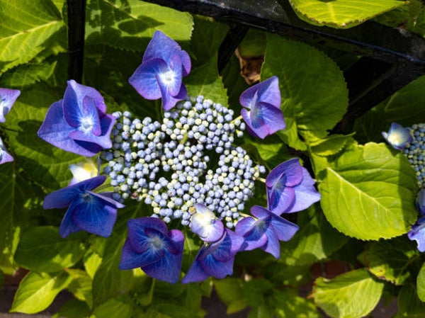 Hydrangea macrophylla blaumeise C3