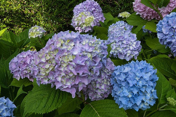 Hydrangea macrophylla Bodensee C7,5