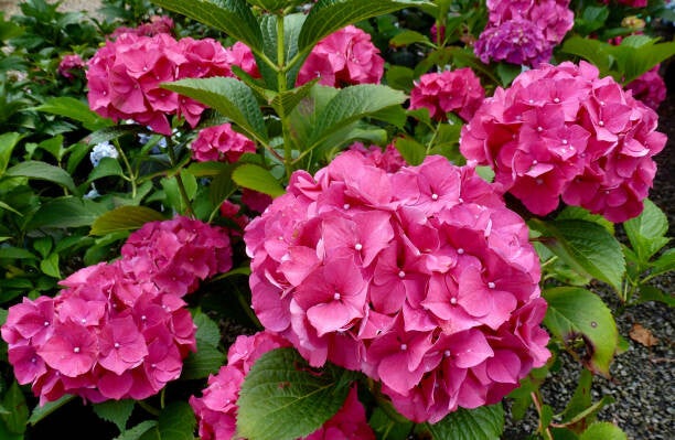 Hydrangea macrophylla Glowing Embers C7,5