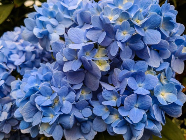 Hydrangea macrophylla Nikko Blue C7,5