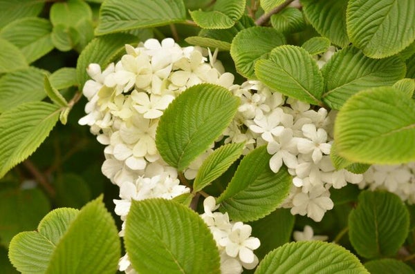 Hydrangea macrophylla soeur therese C7,5