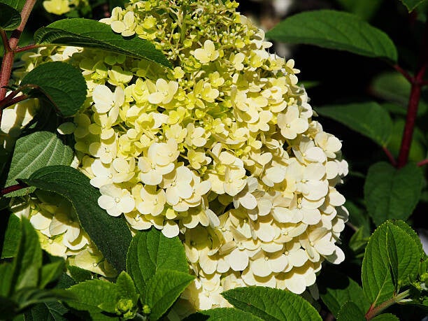 Hydrangea paniculata bobo C5