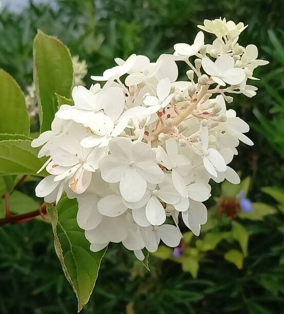 Hydrangea paniculata Diamantino C5
